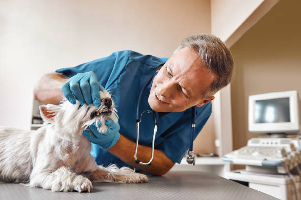 Best Same-Day Emergency Dentist in Perry, MI